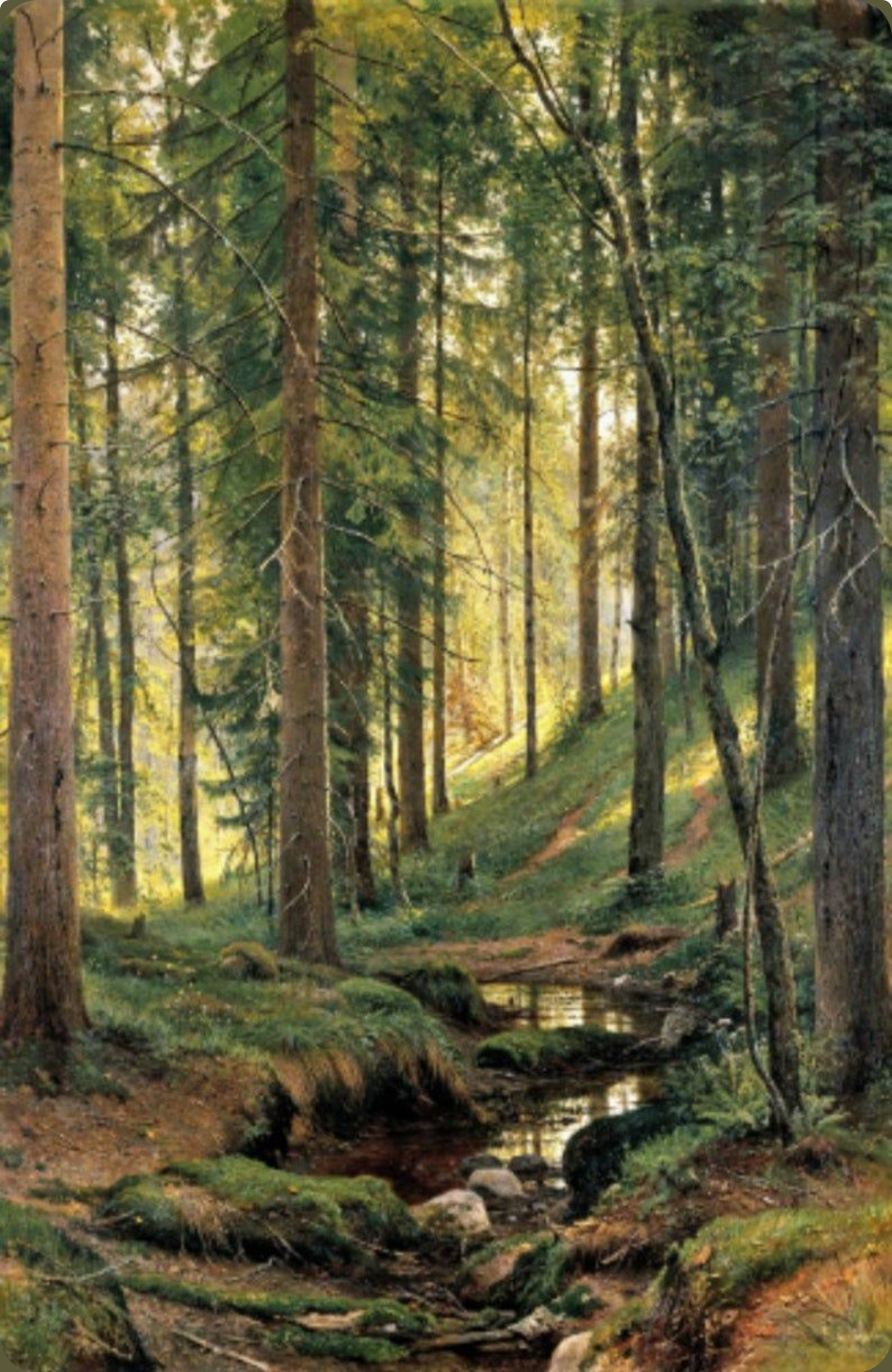 Wald mit Licht zwischen den Bäumen als Bildmotiv für psychologische Beratung und systemisches Coaching